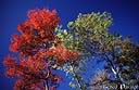 055arbre polar.jpg